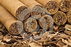 Cigars on Tobacco photo