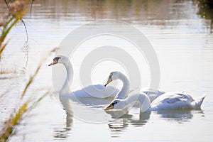 Cigni bianchi sulla laguna -Caposile Portegrandi birdwatching photo