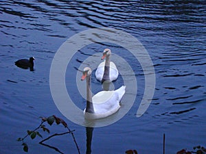 Cigni sul fiume Adda in Italy