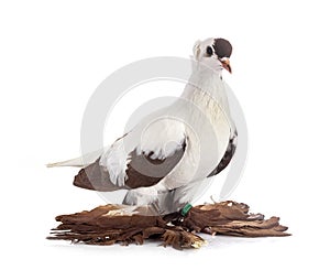 Cigogne de Saxe in studio