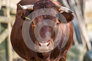 Cika cattle portret