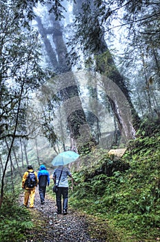 Cilan Forest Recreation Area at Yilan Taiwan