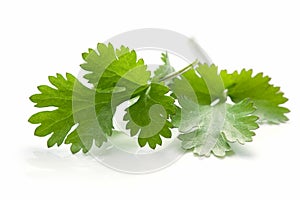 Cilantro