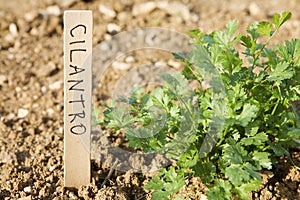 Cilantro