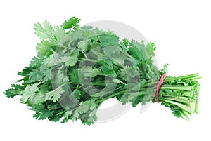 Cilantro photo