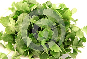 Cilantro
