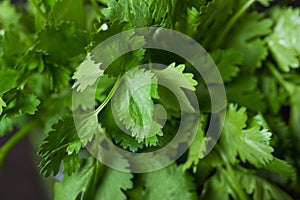 Cilantro