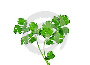 Cilantro photo