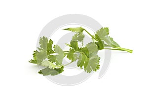 Cilantro