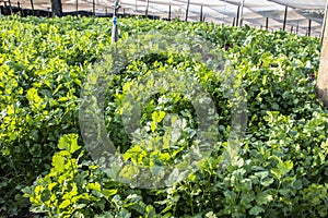 Cilantro Coriander Herb leaves detail in a garden irrigated by sprinkling in a family farm