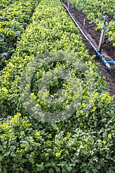 Cilantro Coriander Herb leaves detail in a garden irrigated by sprinkling in a family farm