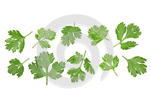 Cilantro or coriander leaves isolated on white background with copy space for your text. Top view. Flat lay pattern