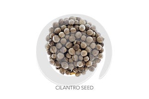 Cilantro coriander seed shape circle