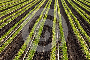 Cilantro Farm Crop Rows