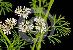 Cilantro flowers and leaves