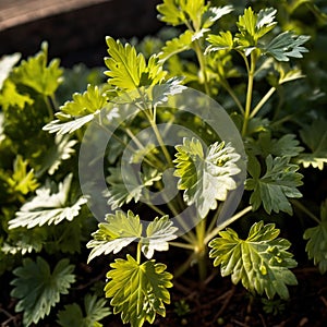 cilantro, fresh herbs leaves seasoning for cooking ingredient