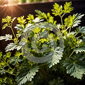 cilantro, fresh herbs leaves seasoning for cooking ingredient