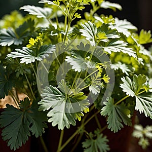 cilantro, fresh herbs leaves seasoning for cooking ingredient