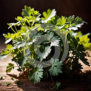 cilantro, fresh herbs leaves seasoning for cooking ingredient