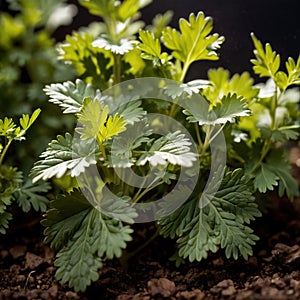 cilantro, fresh herbs leaves seasoning for cooking ingredient