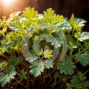 cilantro, fresh herbs leaves seasoning for cooking ingredient