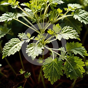 cilantro, fresh herbs leaves seasoning for cooking ingredient