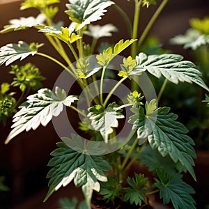 cilantro, fresh herbs leaves seasoning for cooking ingredient