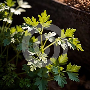 cilantro, fresh herbs leaves seasoning for cooking ingredient