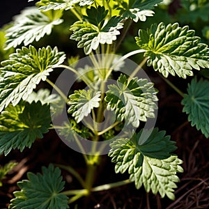 cilantro, fresh herbs leaves seasoning for cooking ingredient