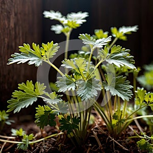 cilantro, fresh herbs leaves seasoning for cooking ingredient