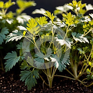 cilantro, fresh herbs leaves seasoning for cooking ingredient