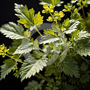 cilantro, fresh herbs leaves seasoning for cooking ingredient