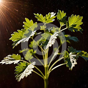 cilantro, fresh herbs leaves seasoning for cooking ingredient