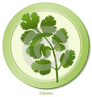 Cilantro Herb photo