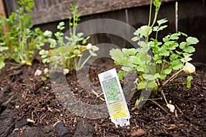 Cilantro in Herb Garden
