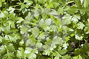 Cilantro Herb Leaves