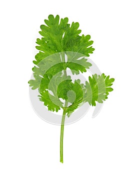 Cilantro