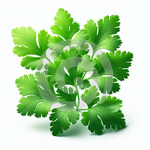 Cilantro leaf small and feathery with a bright green c photo