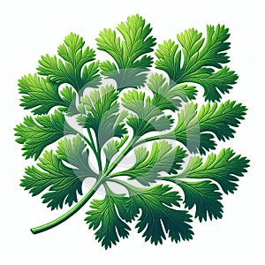 Cilantro Leaf Small and feathery with a bright green color an photo