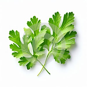 cilantro leaf small and feathery with a bright green color and photo