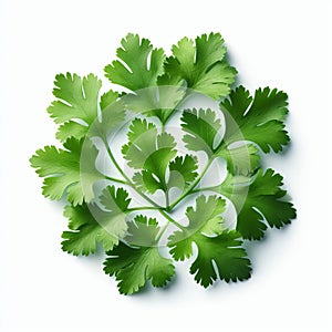 Cilantro Leaf Small and feathery with a bright green color an photo