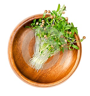 Cilantro microgreens, fresh coriander seedlings, in a wooden bowl