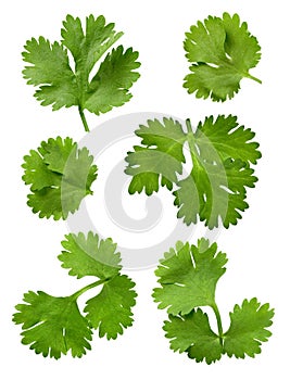 Cilantro (Parsley) photo