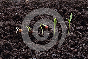 Cilantro (parsley) plant germination