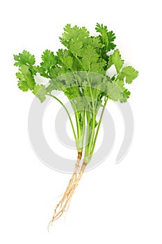 Cilantro photo