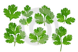 Cilantro Set