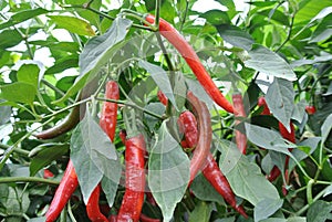 Cili besar or capsicum annum photo