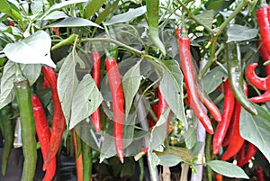 Cili besar or capsicum annum photo