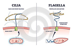 Cilia and flagella biological structure difference comparison outline diagram photo