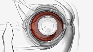 The ciliary muscle, which influences the shape of the lens inside the eye